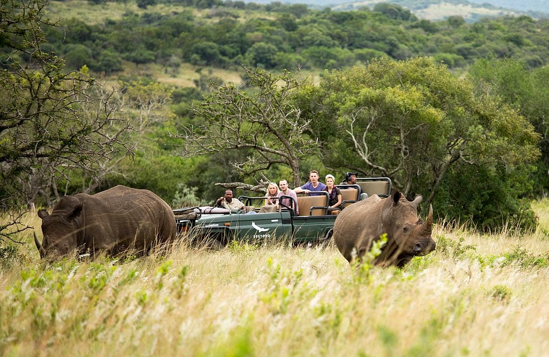 Group of travelers on game drive safari observing two rhinos in Phinda Private Game Reserve in KwaZulu-Natal, South Africa