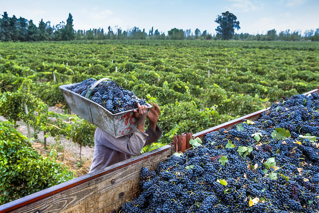 Grape harvesting at a vineyard in the San Juan region of Argentina