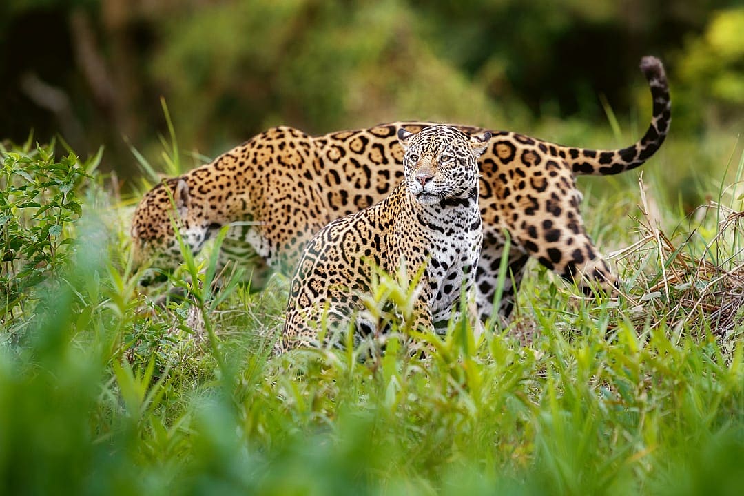 Jaguar in natural habitat, Pantanal, Brazil