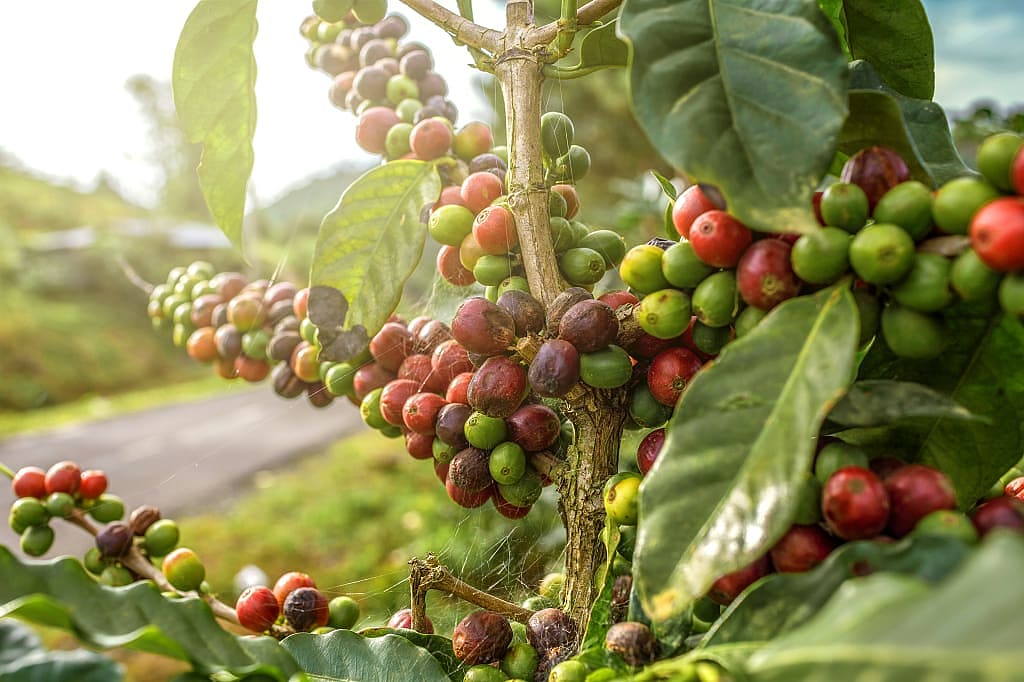 Coffee cherries at a farm in Colombia