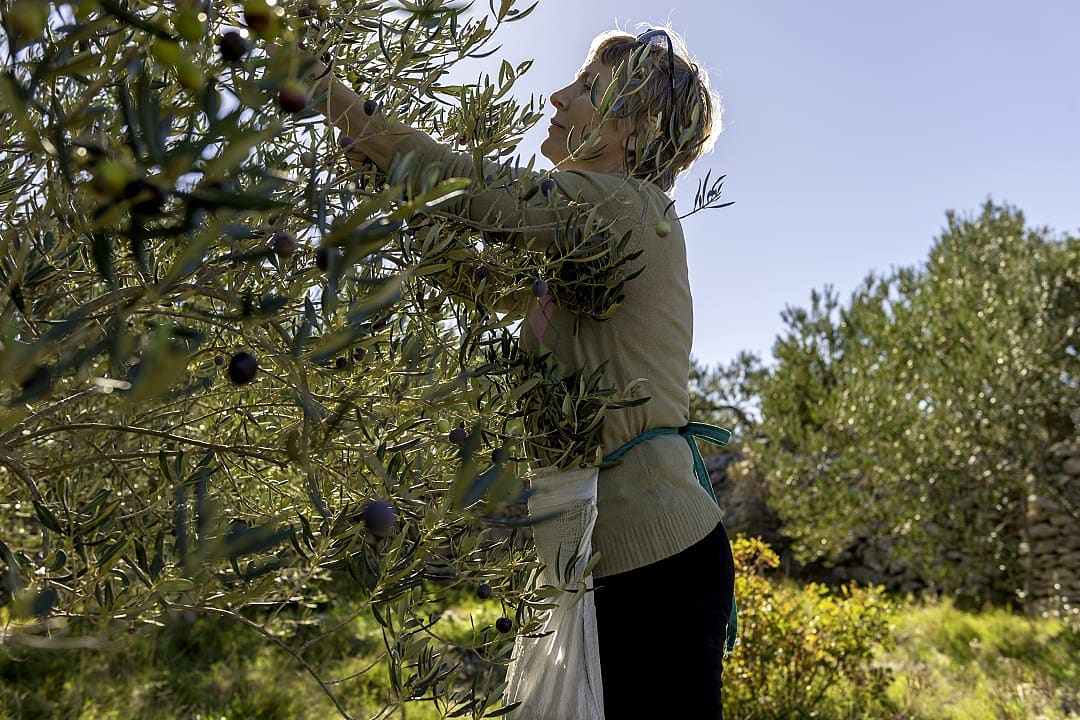 Experience a olive harvest on a farm in Croatia.