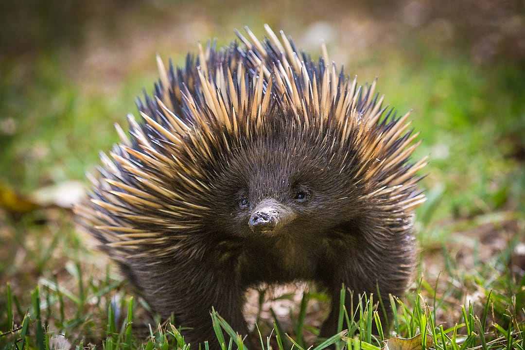 Short-beaked echidna foraging in tall grass, one of Australia’s rare egg-laying mammals.