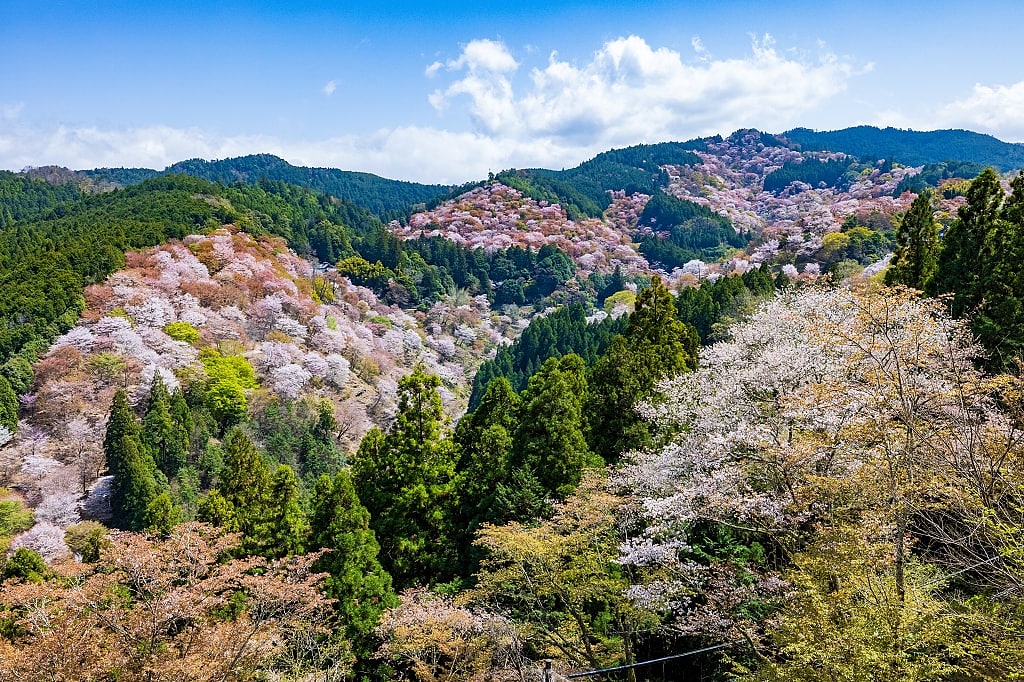 Cherry blossoms at Mt. Yoshino, Japan