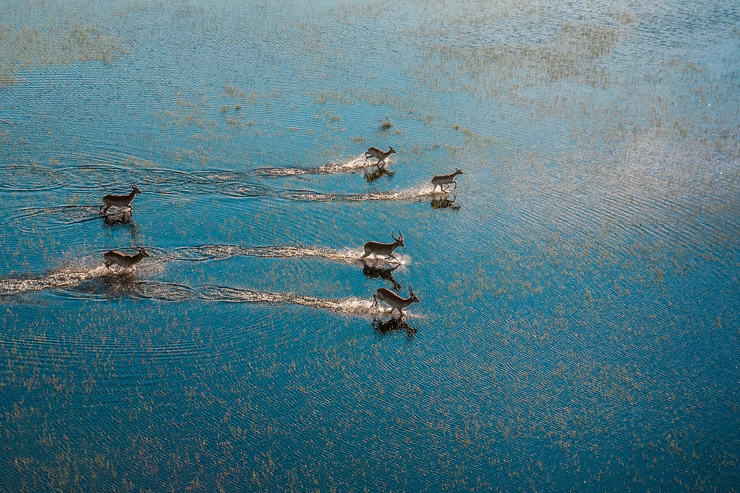 Aerial safari observing antelopes running across flooded grasslands in the Okavango Delta, Botswana