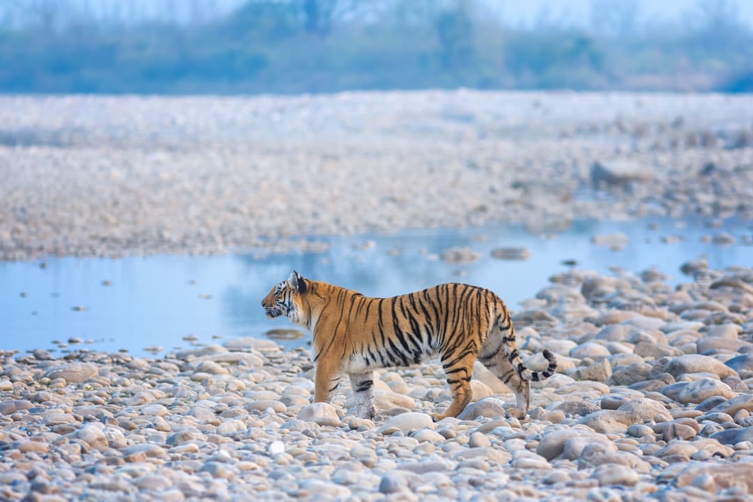 Bengal tiger walking across rocky riverbed in misty forest.