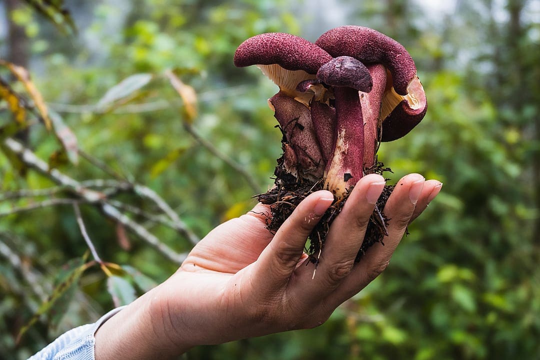 Person holding up a mushroom while foraging in Mexico