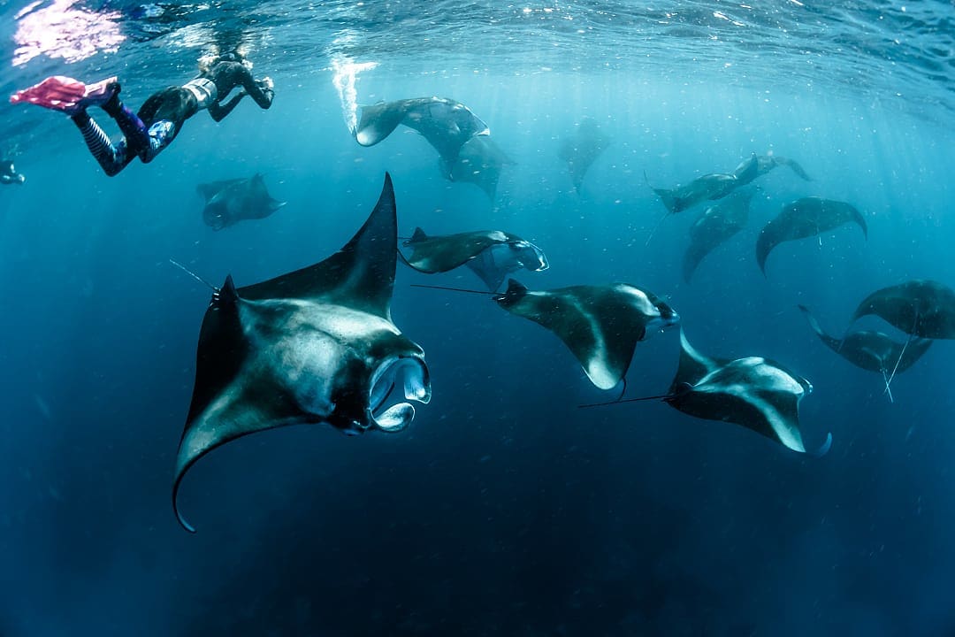 Person snorkeling in the Maldives with Manta rays.