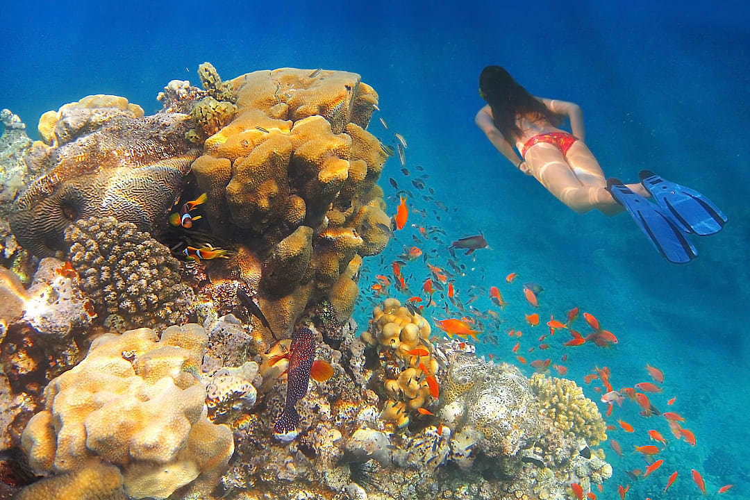 Marine life in Israel