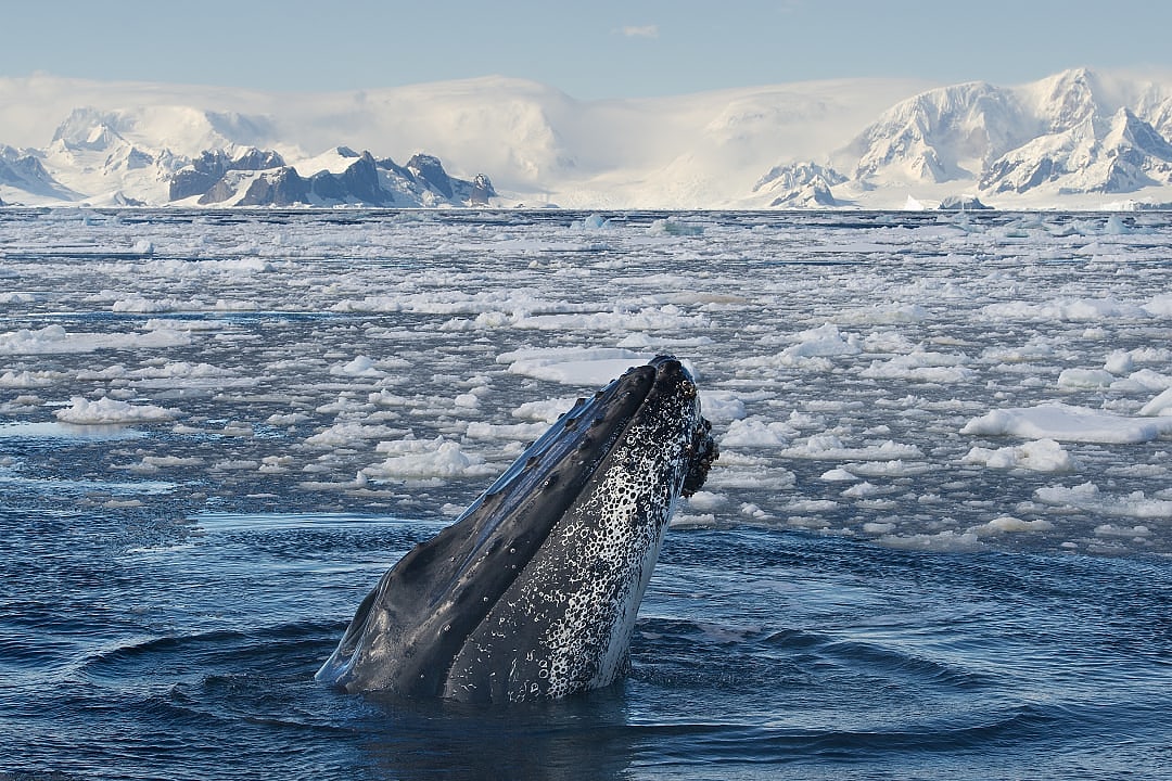 Humback whale breaching the surface