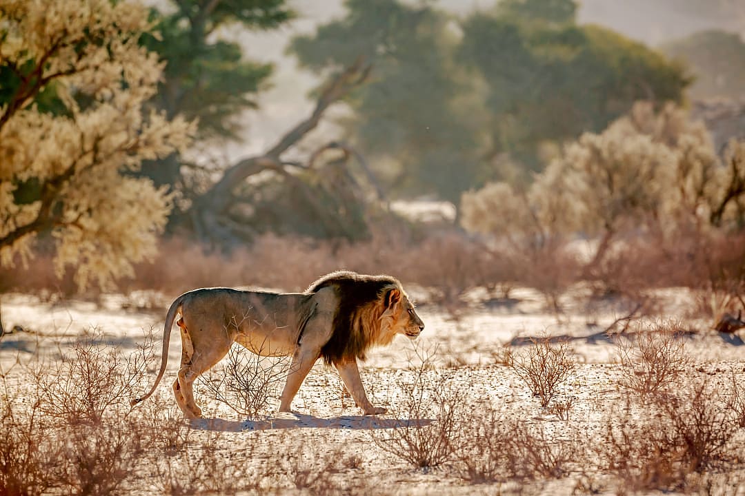 Lion in the The Kgalagadi Transfrontier Park.