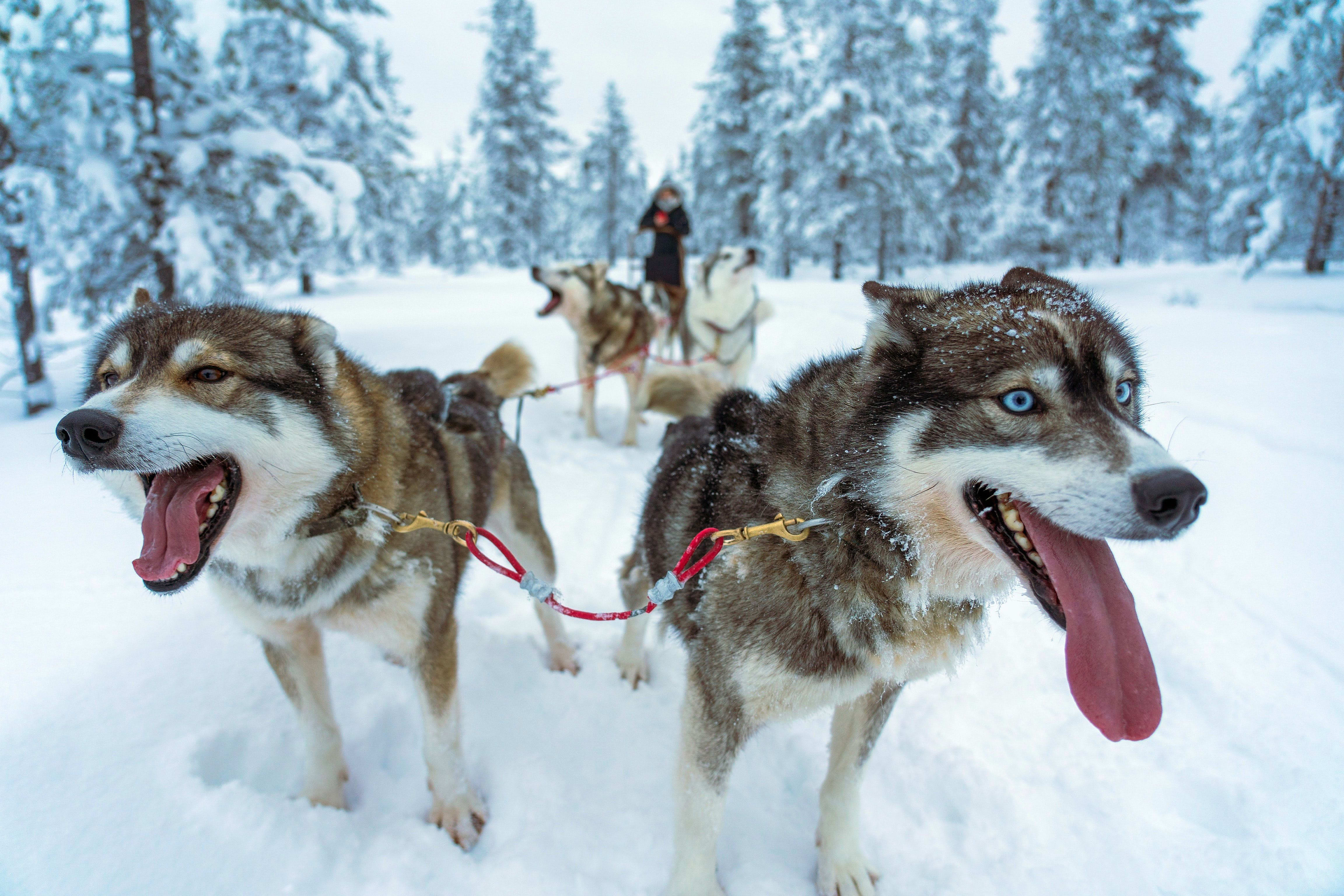 Husky sledding in Finnish Lapland