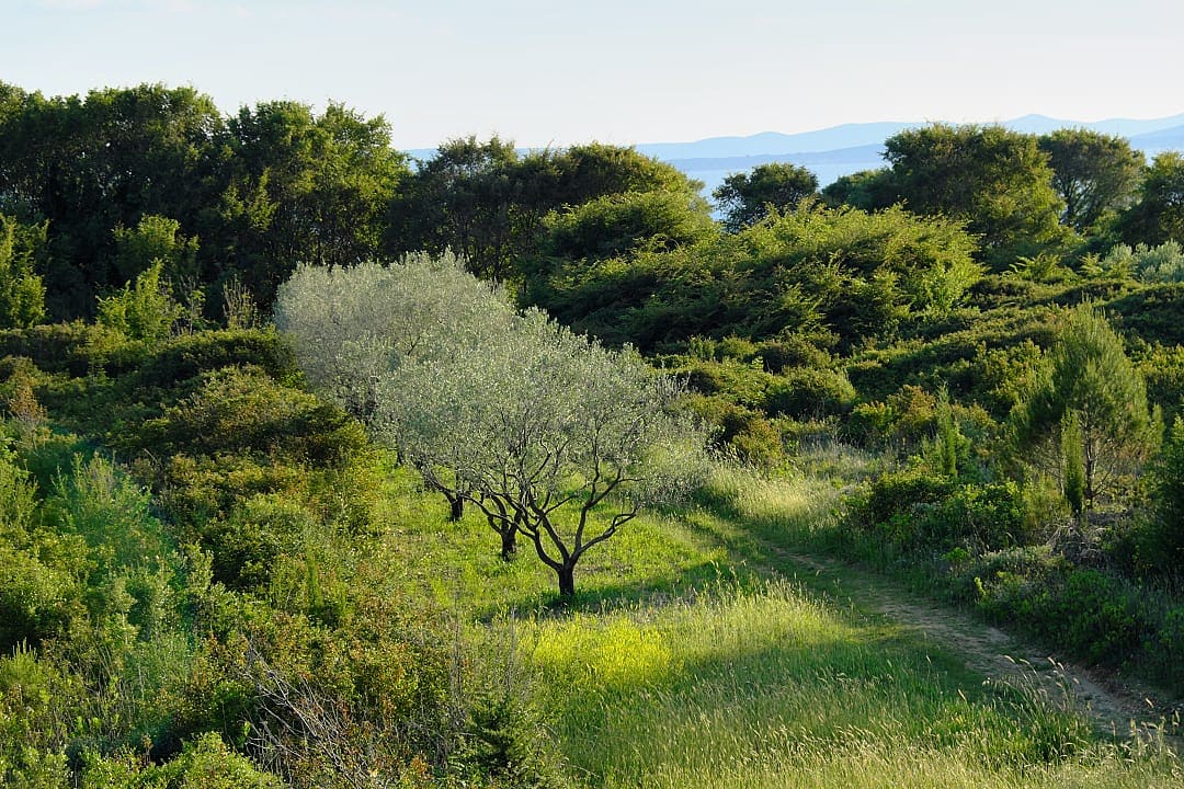 Olive trees in Croatia