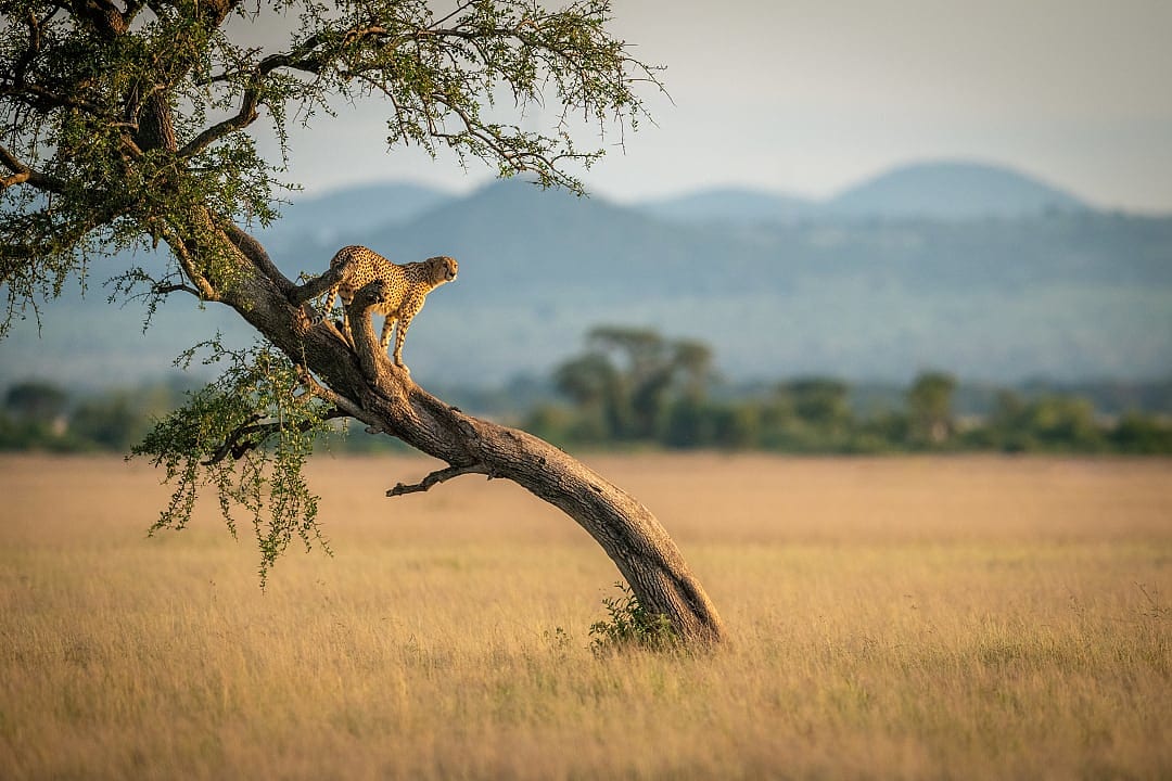 Leopard in a tree in Serengeti, Tanzania