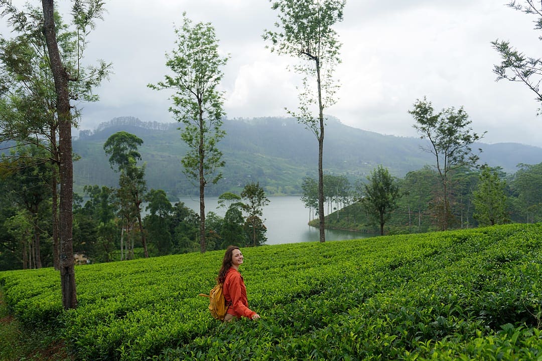 Tea plantation in Sri Lanka.