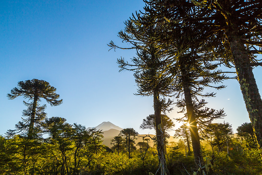 View though the trees from the trail at Conguillio National Park, Chile
