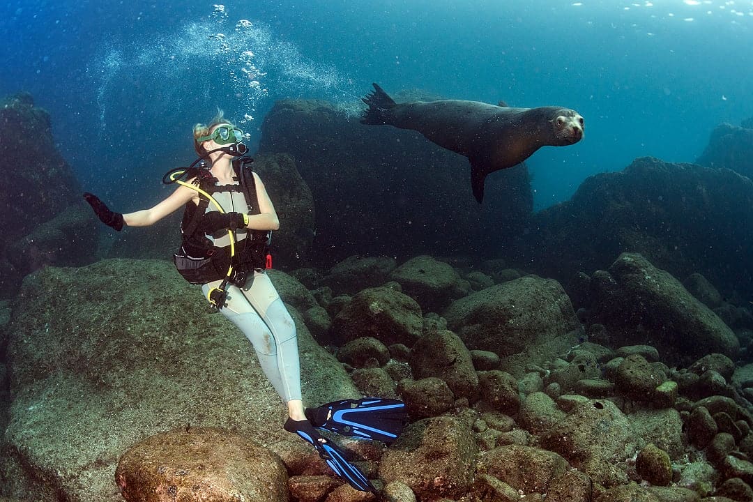 Scuba diver and sea lion in the Galapagos Island