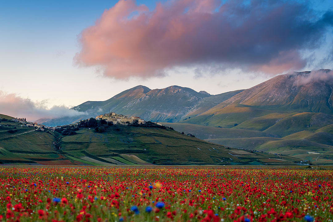 Field of blooming red poppies with Castelluccio of Norcia on the hill in the Valnerina Valley