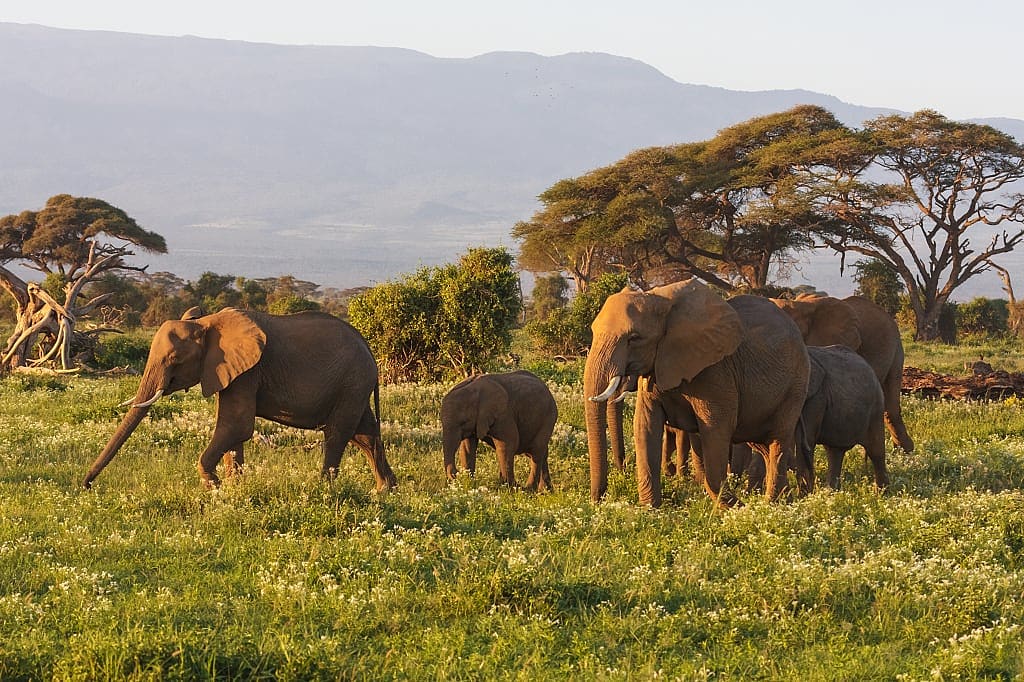 Elephants in Maasai Mara, Kenya