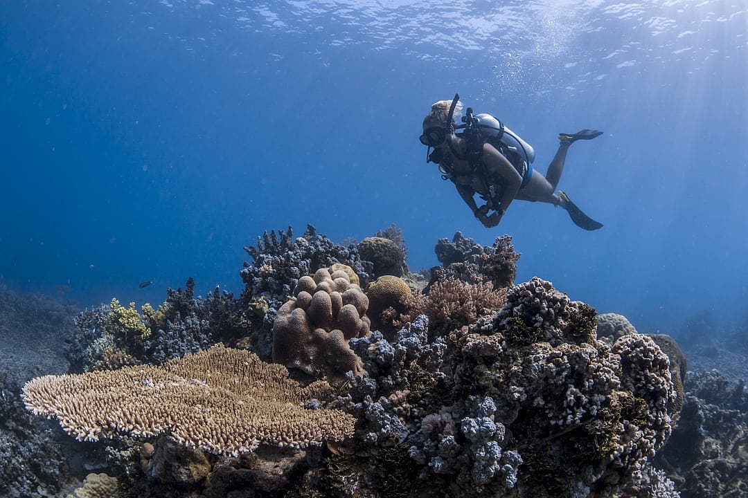 Diver swims above a vibrant coral reef teeming with diverse marine life.