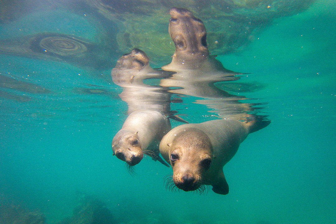 Two playful sea lions swimming underwater in the Galápagos Islands