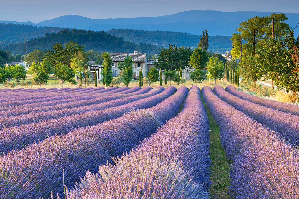 Lavender fields in Provence, France