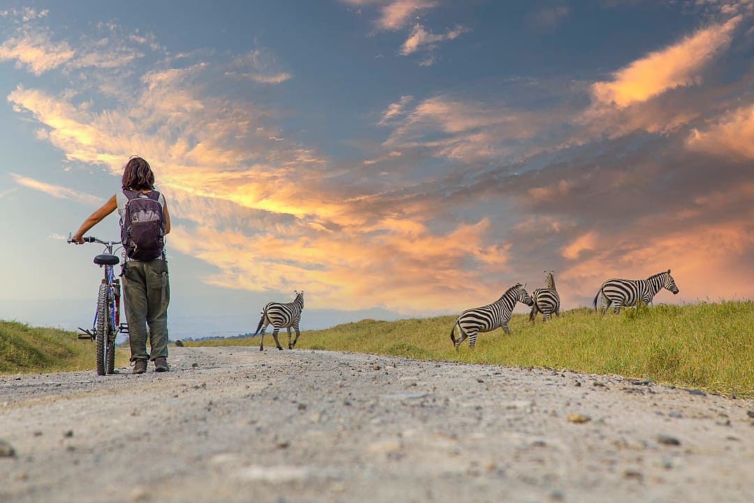 Woman with a mountain bike observing zebras.
