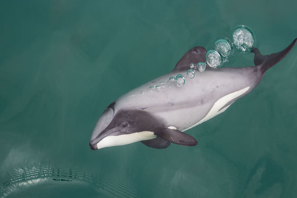 Hector's olphin in New Zealand
