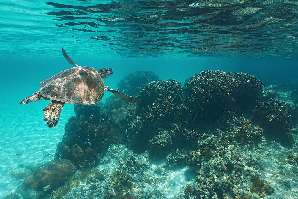 Sea turtle swimming along coral reef in Costa Rica