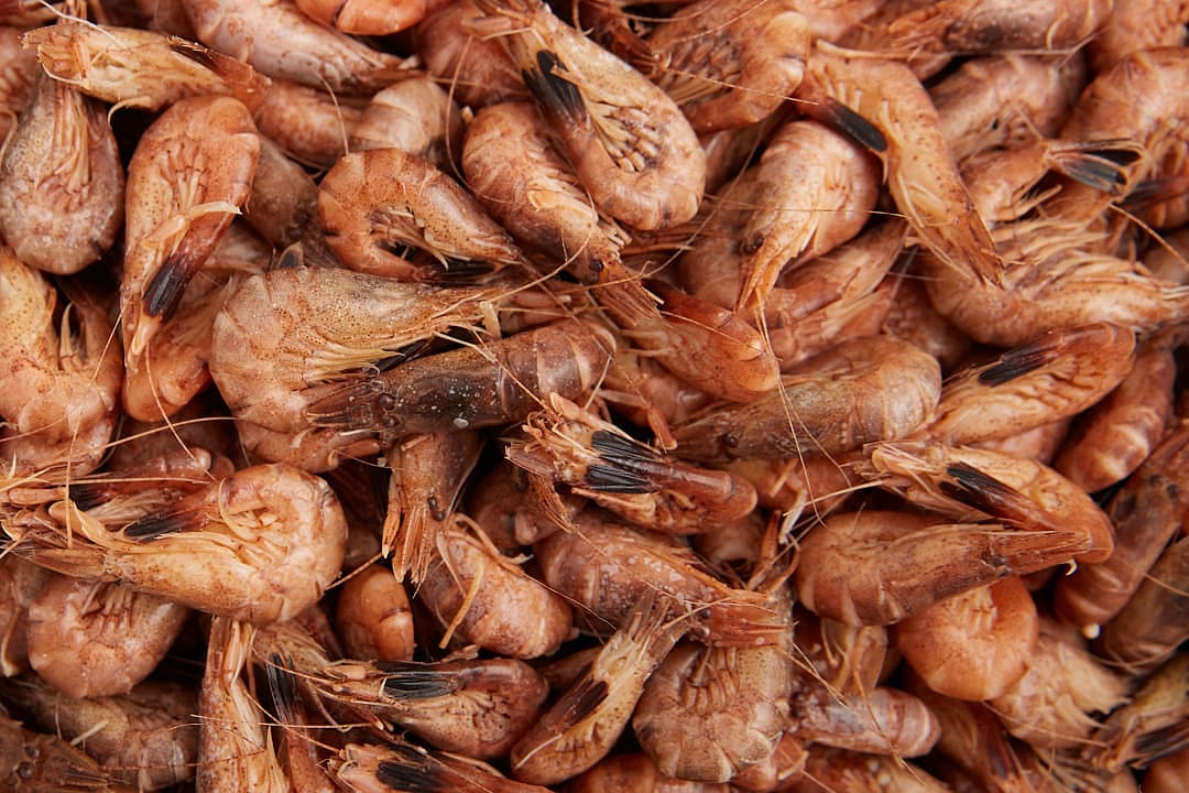 Belgian crevettes grises, the North Sea shrimps.