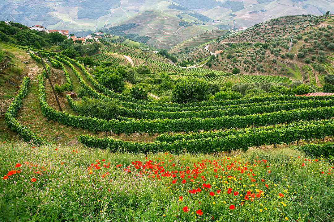 Vineyards in the Douro Valley in Portugal