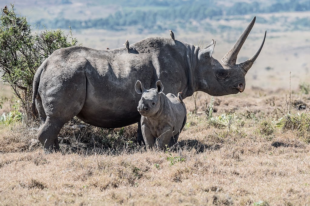 Female black rhino with her calf in Lewa Wildlife Conservancy, Kenya