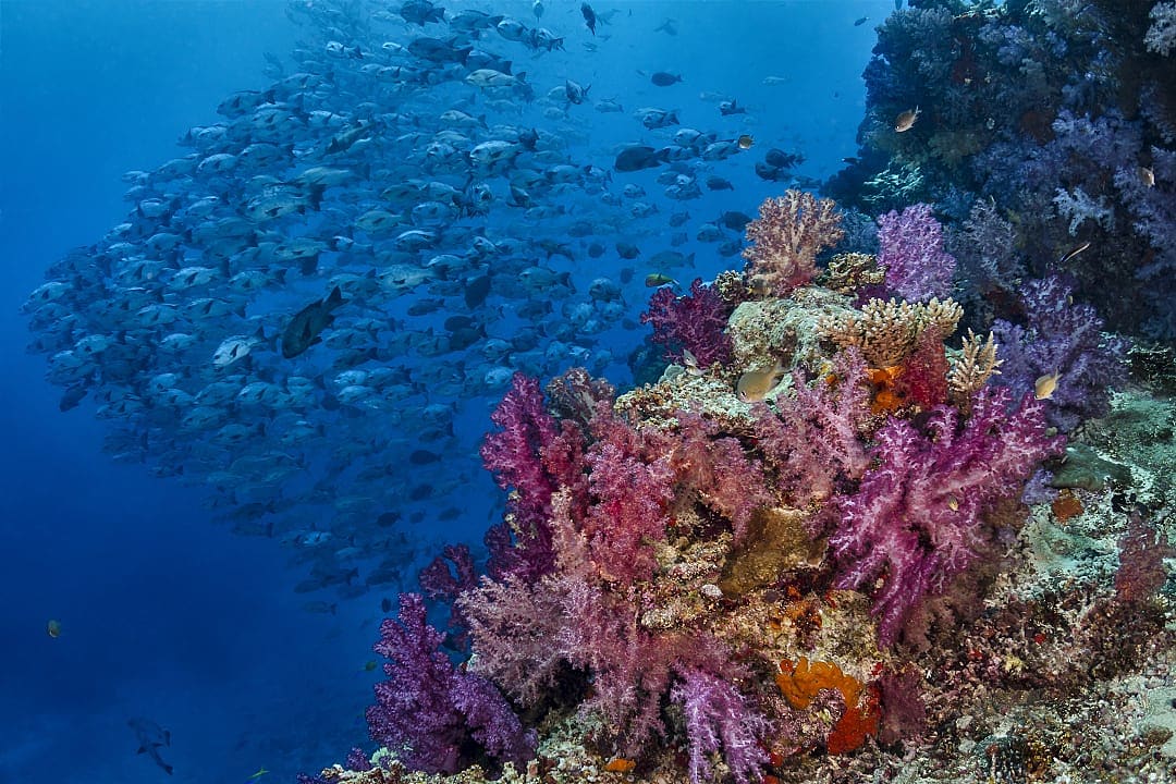 Colorful coral reef and black snapper fish in Fiji