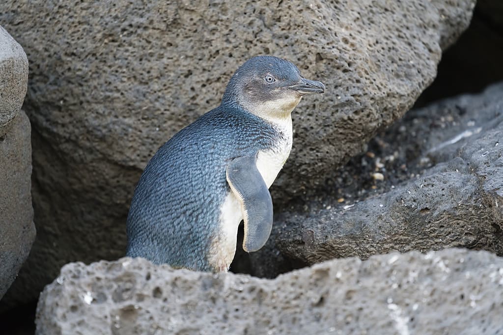 Little blue penguin in New Zealand