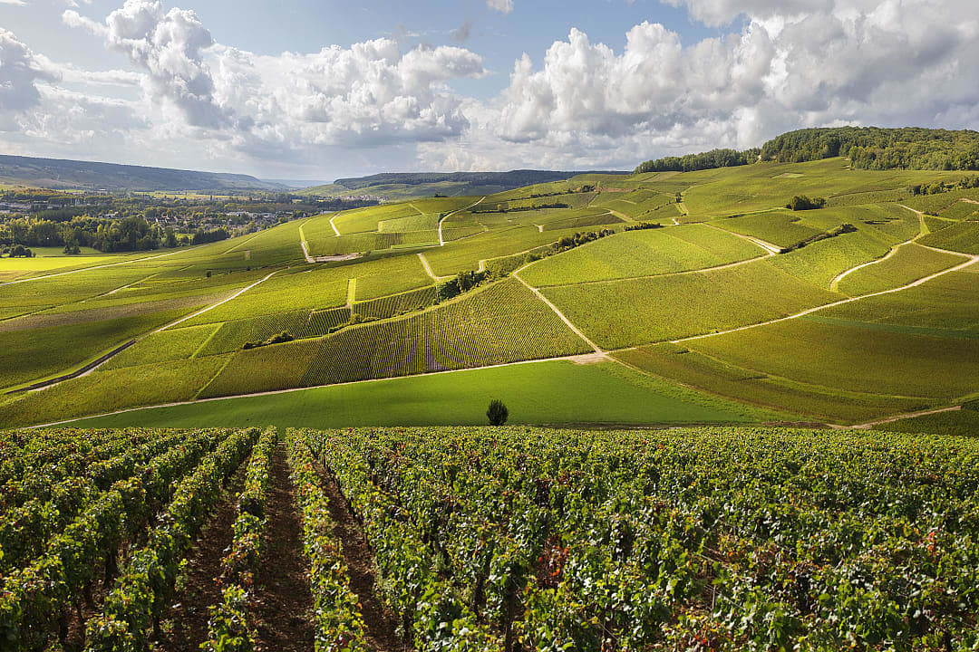 Scenic vineyards in the Burgundy region of France, with rolling green hills under a partly cloudy sky