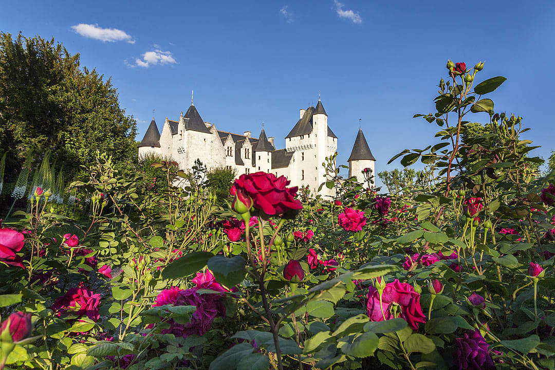 Majestic Chateau du RIvau surrounded by vibrant pink roses in a lush garden under a clear blue sky