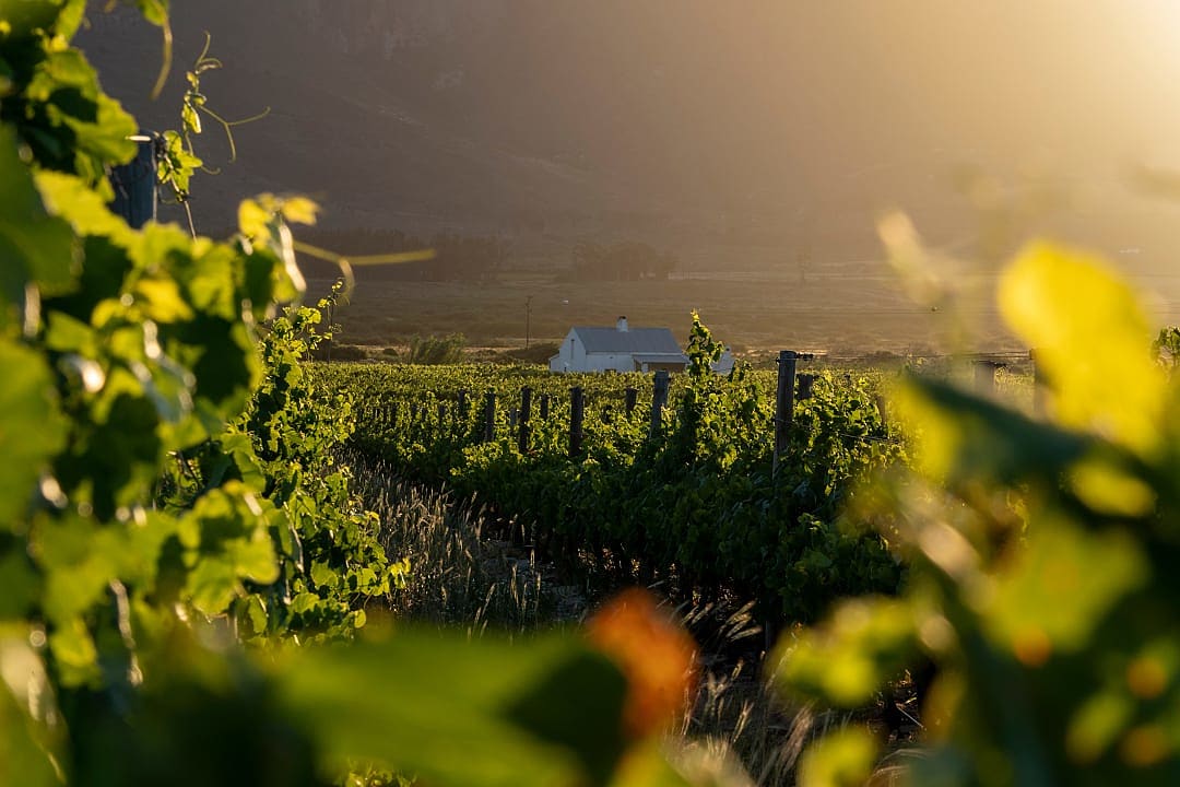 Vineyard in Franschhoek, South Africa.