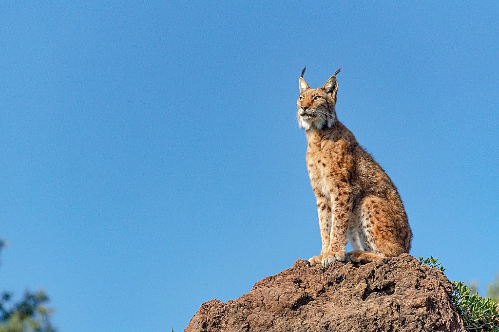 Iberian lynx sitting on a rock in Spain