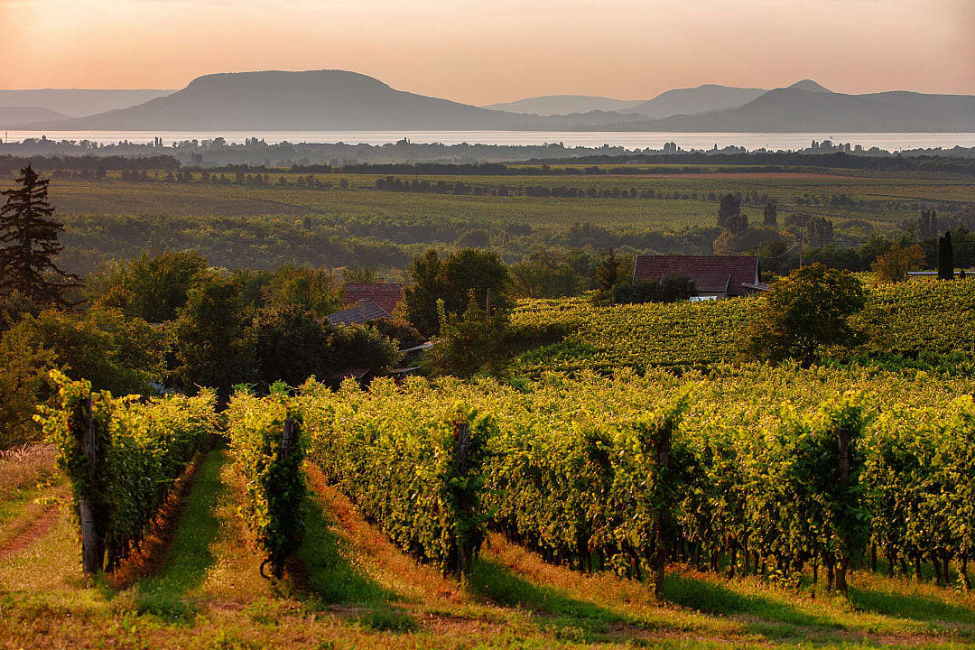 Vineyards and the Badacsony Mountain with Lake Balaton at sunset in Hungary