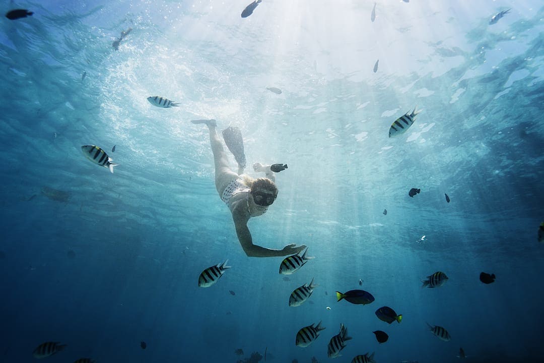 Woman snorkeling through striped reef fish.