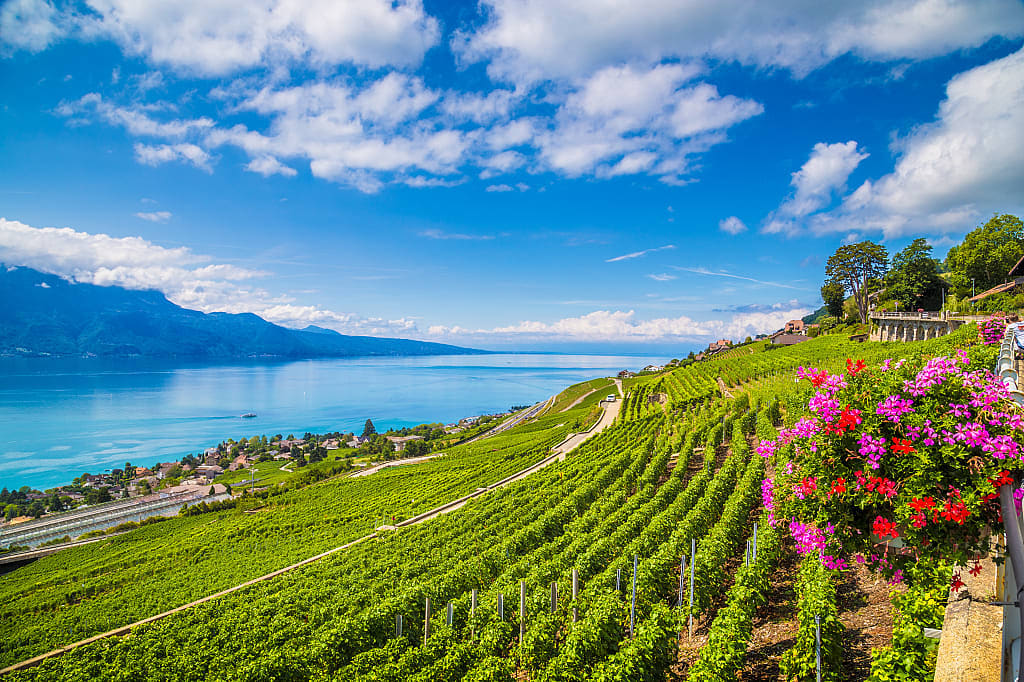 Vineyards on Lake Geneva in the Lavraux region of Switzerland