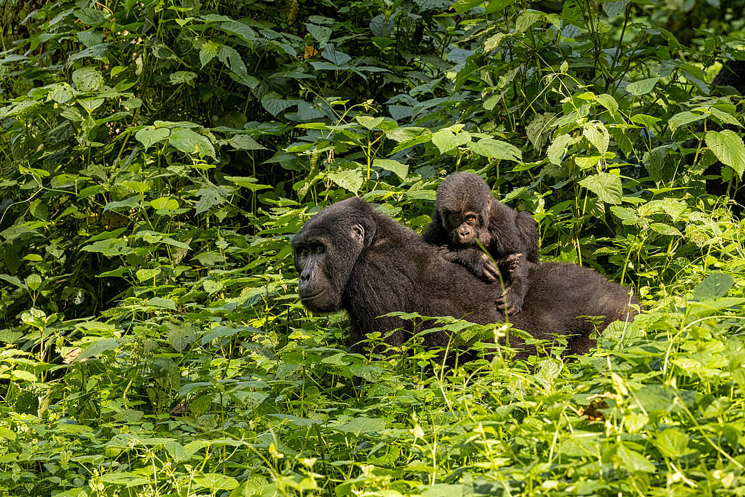 Female gorilla and her baby in Bwindi Impenetrable National Park, Uganda