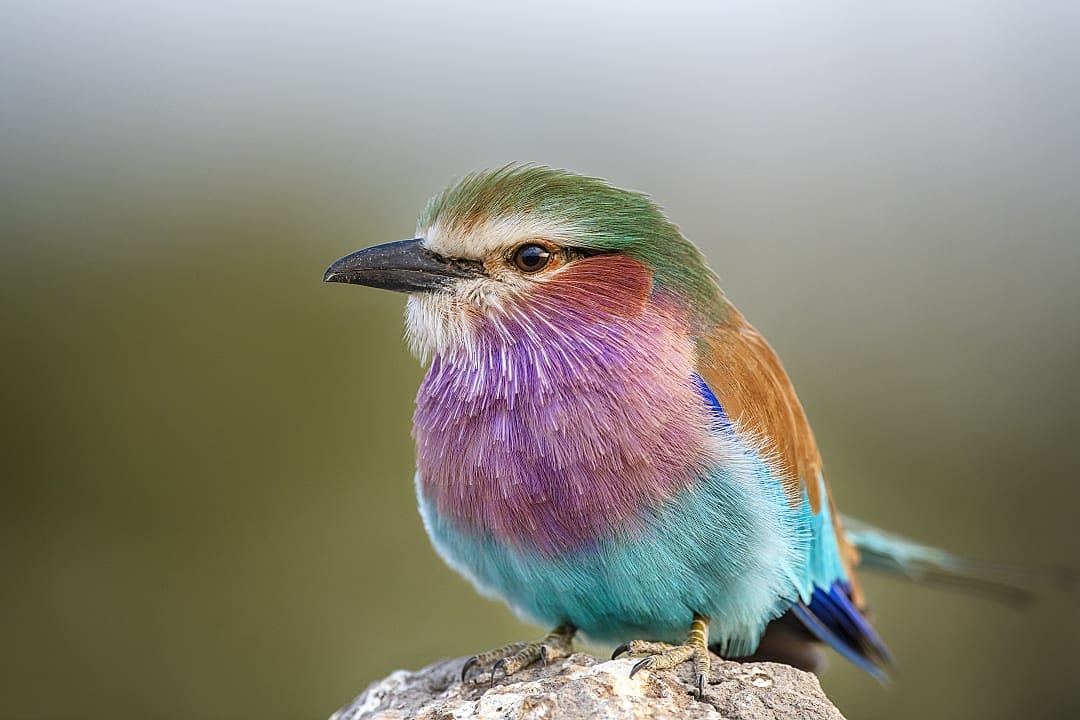 A Lilac-breasted roller, a bird indigenous to Botswana.