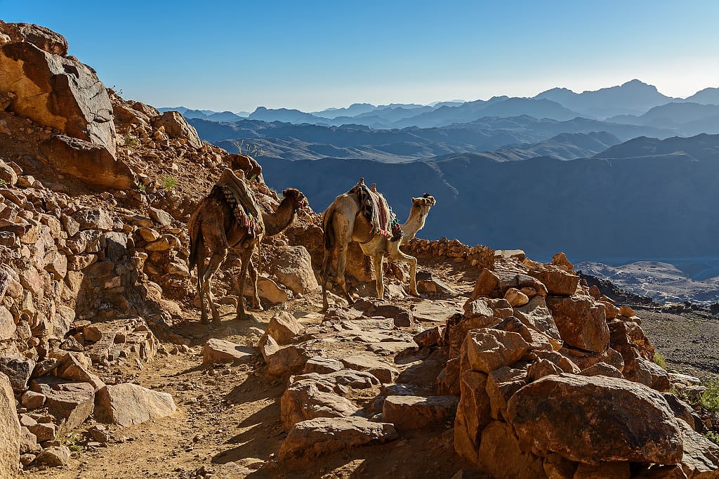 Camels on Mount Sinai trail in Egypt