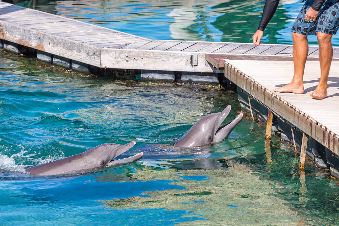Marine life in Bora Bora.