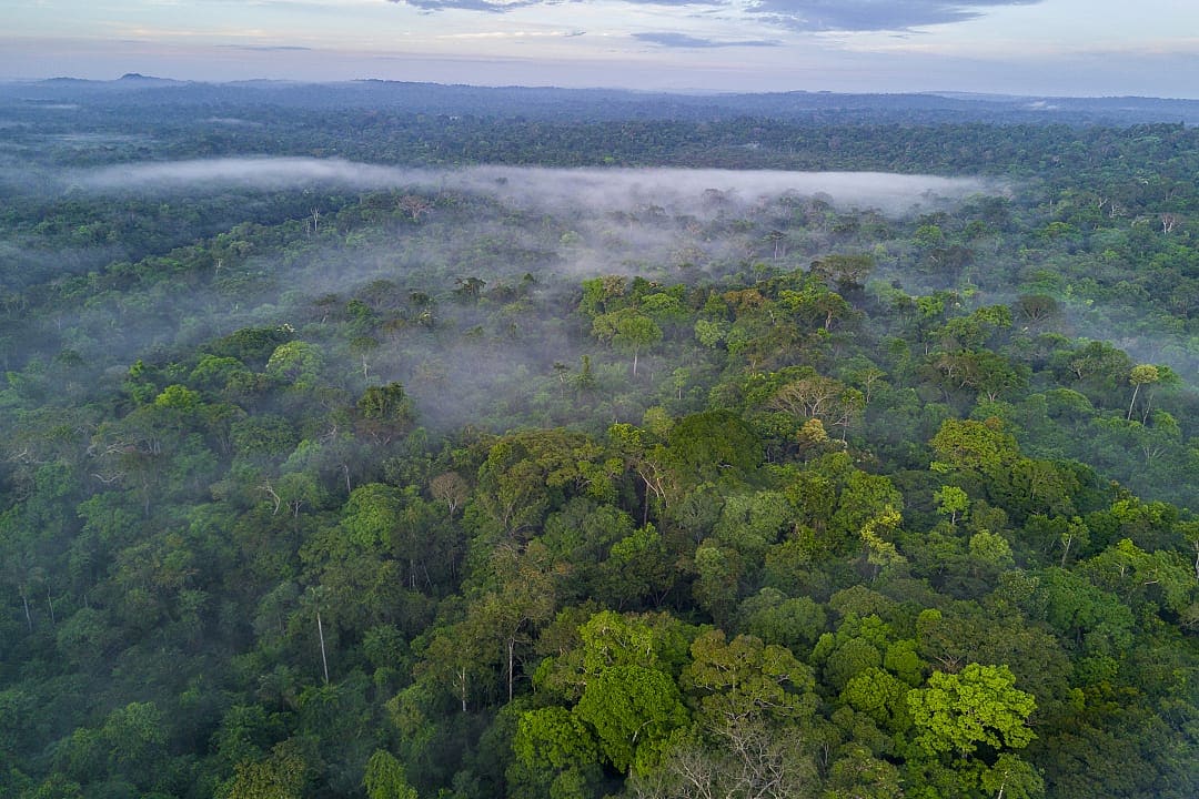 Amazon Rainforest in Brazil