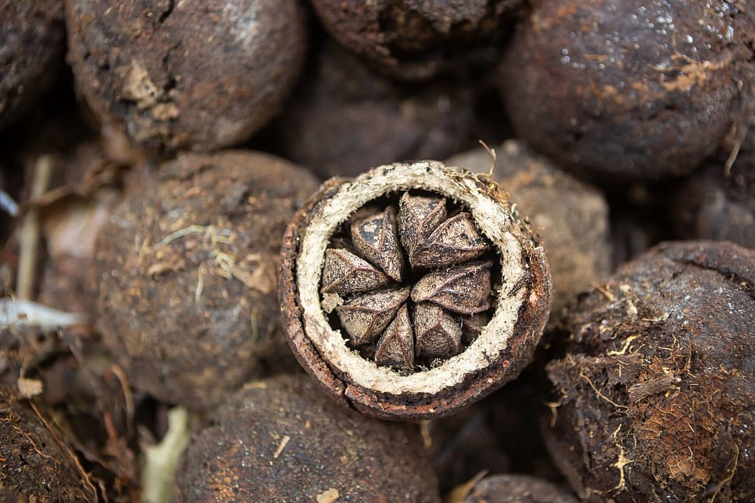 Nut harvest in the Amazon, Brazil