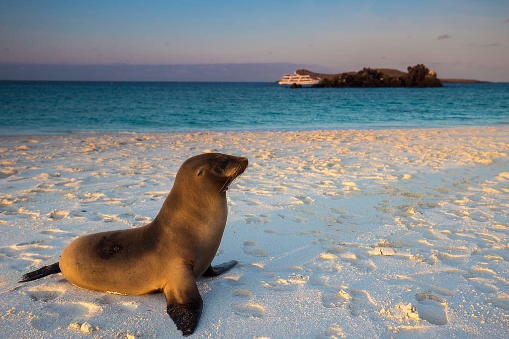 Sea lion on the beach in the Galapagos Islands, Ecuador