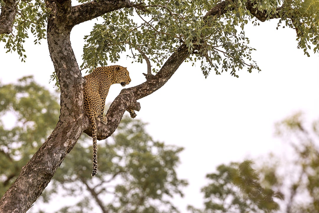 Kruger National Park, South Africa.