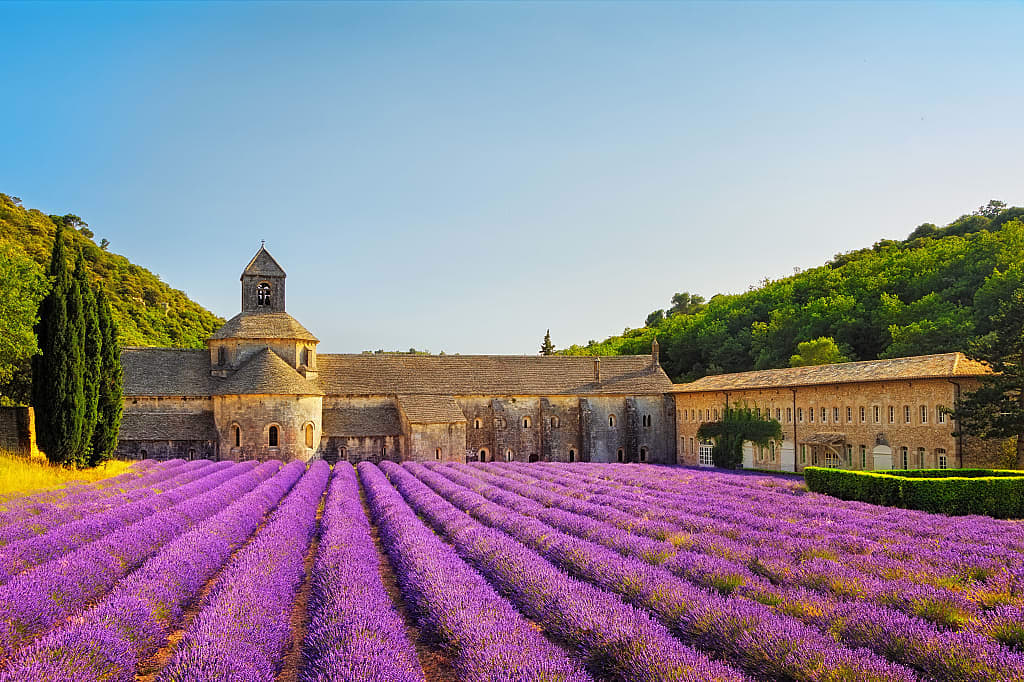 Rows of lavender at the Abbey of Senanque in Provence, France