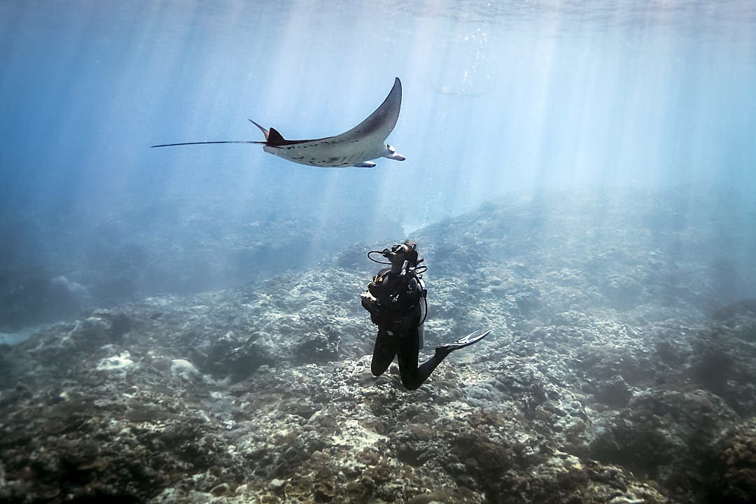 Diver swimming alongside a majestic manta ray in the clear waters of Indonesia, surrounded by coral reefs
